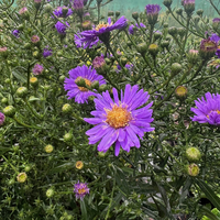Aster Autumn Jewels 'Sapphire'